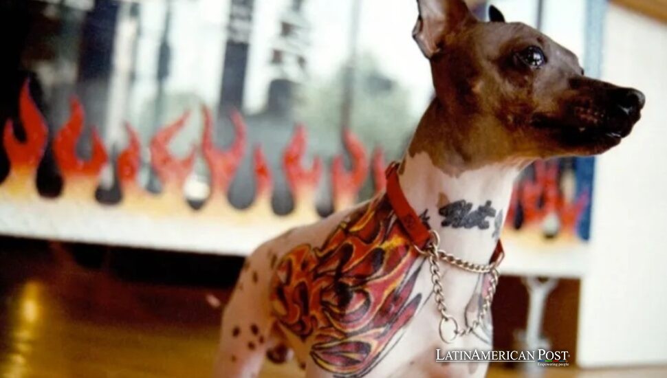 Brasil traza una línea ética mientras la humanización de las mascotas alcanza extremos tatuados Brasil traza una línea ética mientras la humanización de las mascotas alcanza extremos tatuados