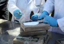 La batalla de América Latina contra la cocaína podría recibir refuerzos diminutos: moscas