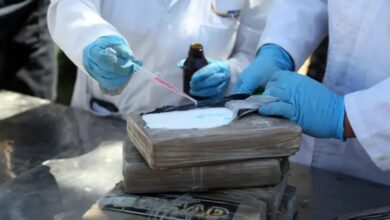 Latin America’s Cocaine Battle May Get Tiny Flies Reinforcement