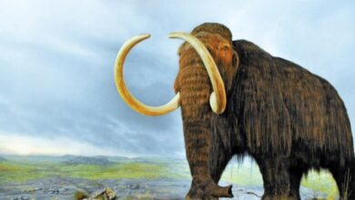 South American Forests Still Lament the Lost Mastodon Gardeners