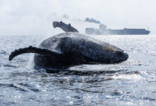 Brazil’s Humpback Comeback: Giants Breach, Songs Echo, and a Coastline Cheers Their Return