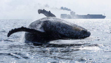 Brazil’s Humpback Comeback: Giants Breach, Songs Echo, and a Coastline Cheers Their Return