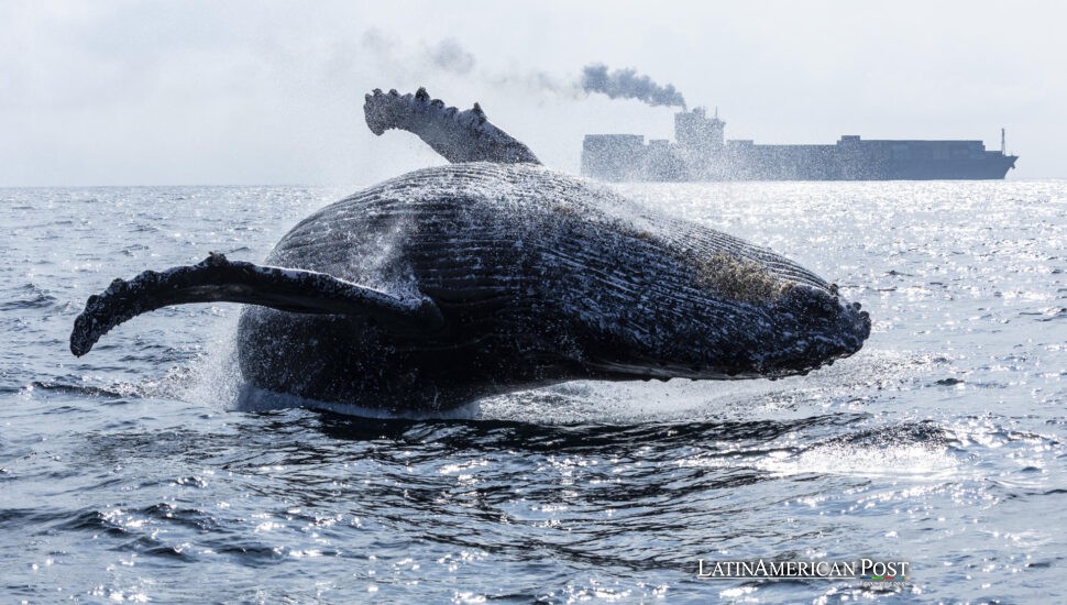 Brazil’s Humpback Comeback: Giants Breach, Songs Echo, and a Coastline Cheers Their Return