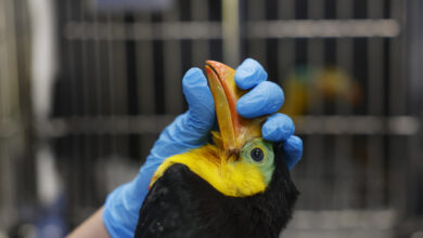 El hospital de la selva en Panamá cura a víctimas del tráfico de fauna silvestre — y luego las libera