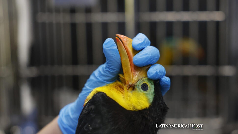 Panama’s Jungle Hospital Heals Victims of Wildlife Trafficking—Then Sets Them Free Panama’s Jungle Hospital Heals Victims of Wildlife Trafficking—Then Sets Them Free