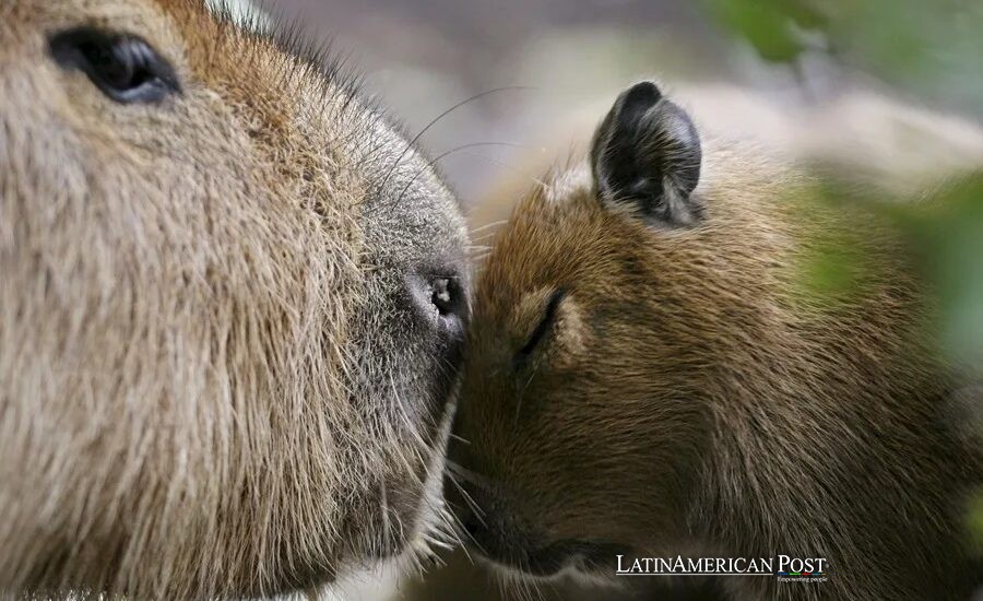 South American Capybaras’ Viral Fame Hides Vital Ecosystem Service Role South American Capybaras’ Viral Fame Hides Vital Ecosystem Service Role