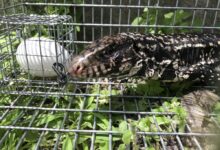 The Argentine Lizard That Could Upend the Southeastern United States