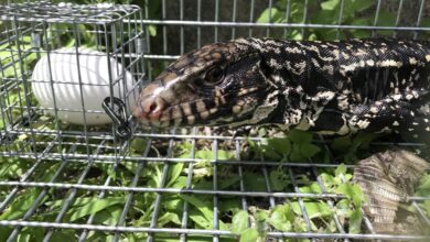 The Argentine Lizard That Could Upend the Southeastern United States