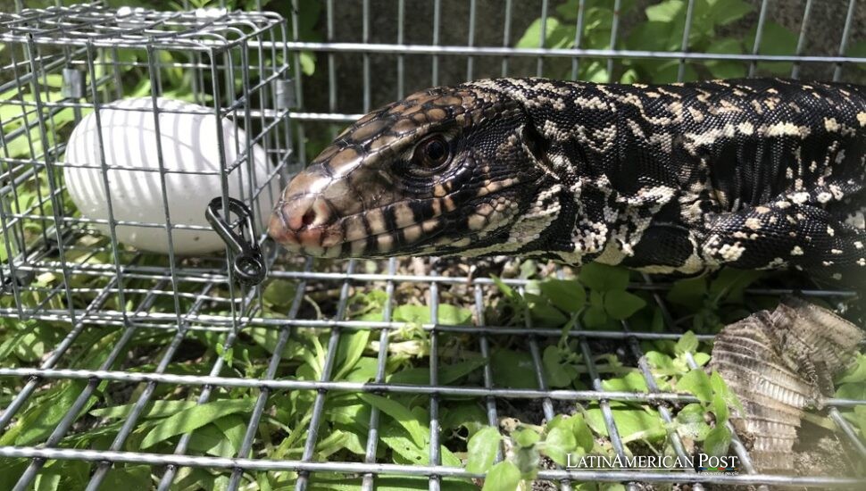 El lagarto argentino que podría trastocar el sureste de Estados Unidos El lagarto argentino que podría trastocar el sureste de Estados Unidos