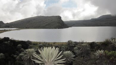 Sumapaz después de las armas: En las tierras altas de Colombia, la memoria y la leche fluyen juntas