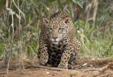 Guatemala’s Jungle Tubs Keep Jaguars Cool When the Forest Dries