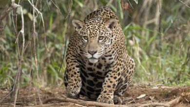Las Tinas de la Selva en Guatemala Mantienen Frescos a los Jaguares Cuando el Bosque se Seca