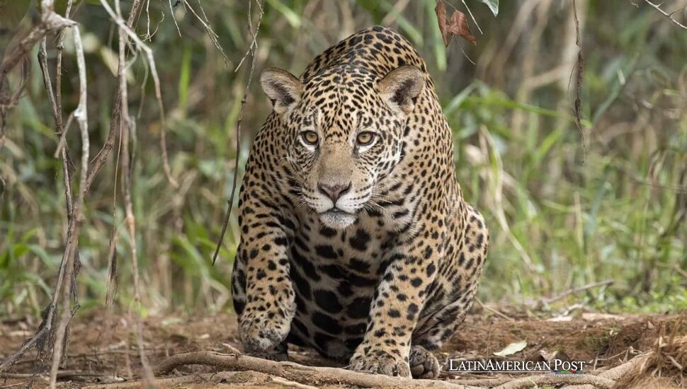 Las Tinas de la Selva en Guatemala Mantienen Frescos a los Jaguares Cuando el Bosque se Seca Las Tinas de la Selva en Guatemala Mantienen Frescos a los Jaguares Cuando el Bosque se Seca