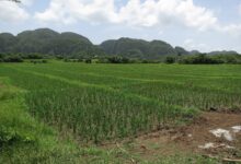 Tractores extranjeros y hambre familiar: Cuba recurre a Vietnam para recuperar sus arrozales