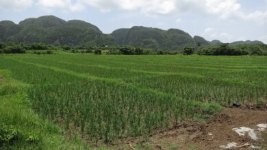 Foreign Tractors and Familiar Hunger: Cuba Turns to Vietnam to Reclaim Its Rice Fields