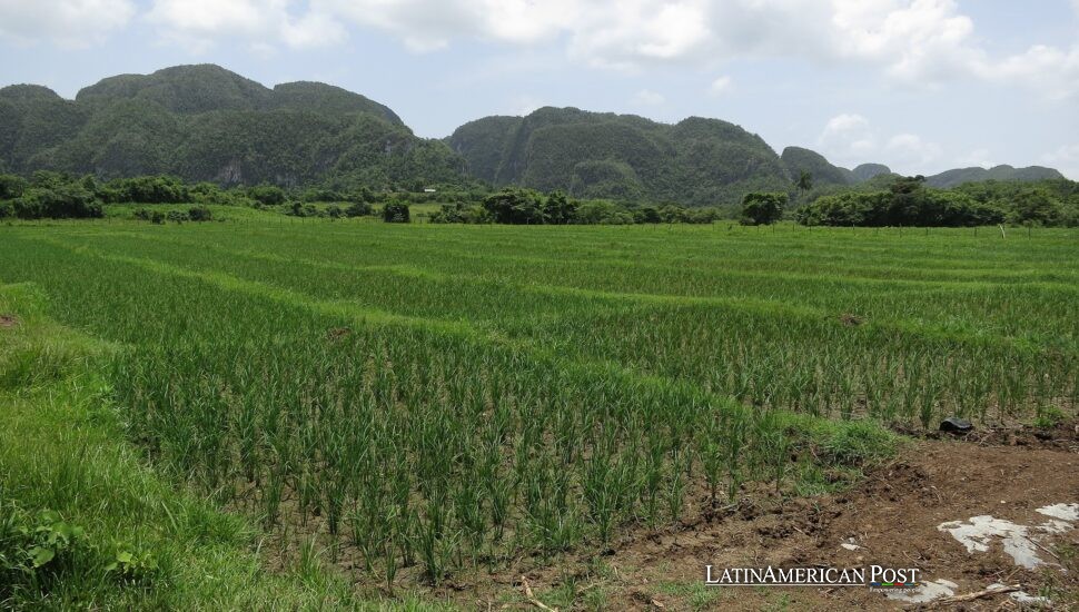 Foreign Tractors and Familiar Hunger: Cuba Turns to Vietnam to Reclaim Its Rice Fields Foreign Tractors and Familiar Hunger: Cuba Turns to Vietnam to Reclaim Its Rice Fields