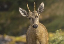 Chilean Huemul Comeback Hints at Hidden Herds Across Patagonia
