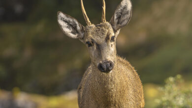 El regreso del huemul chileno insinúa manadas ocultas en toda la Patagonia
