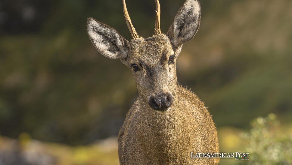 Chilean Huemul Comeback Hints at Hidden Herds Across Patagonia