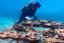 Supercorales de las Galápagos contraatacan… y podrían salvar un arrecife, una costa y una forma de vida