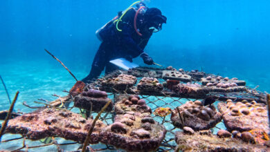 Supercorals of the Galápagos Fight Back—And Could Save a Reef, a Coastline, and a Way of Life