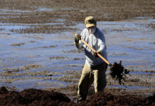 Puerto Rico Battles Sargassum with Shovels, Drones, and Sheer Willpower