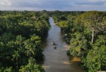 El rastro del mercurio: cómo la nueva fiebre del oro en América Latina está envenenando la Amazonía