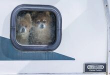 Latin American Deportations Leave Pets Stranded as U.S. Shelters Plead for Help