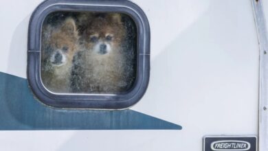 Deportaciones en América Latina dejan mascotas varadas mientras refugios en EE.UU. suplican ayuda