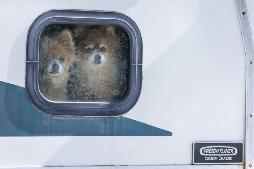 Latin American Deportations Leave Pets Stranded as U.S. Shelters Plead for Help