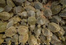 Un banco de arena en el Amazonas se transforma en un mar viviente de tortugas gigantes de río