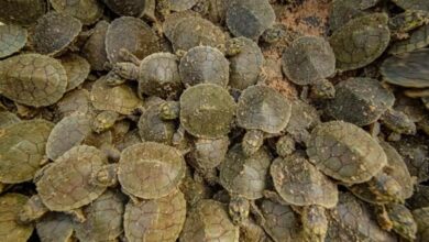 Un banco de arena en el Amazonas se transforma en un mar viviente de tortugas gigantes de río