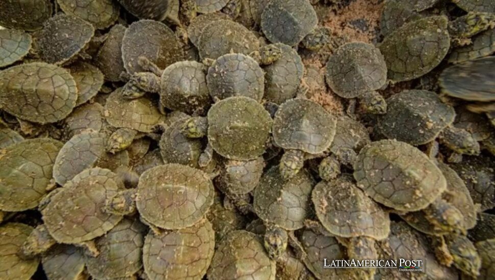 Un banco de arena en el Amazonas se transforma en un mar viviente de tortugas gigantes de río