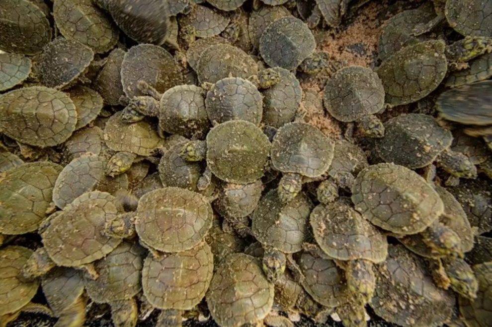 Amazon Sandbar Transforms into a Living Sea of Giant River Turtles