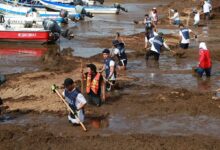 Caribe Mexicano convierte crisis del sargazo en combustible, paneles de construcción y créditos de carbono