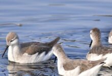 Argentina to California Phalaropes Stitch Continents as Lakes Vanish