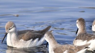 Argentina to California Phalaropes Stitch Continents as Lakes Vanish