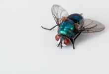 Mexico Confronts a Flesh-Eating Screwworm Surge Threatening Livestock, People, and Borders