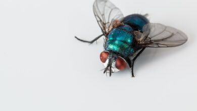 Mexico Confronts a Flesh-Eating Screwworm Surge Threatening Livestock, People, and Borders