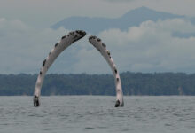 Cuando canta el Pacífico: cómo las ballenas de Colombia enseñan esperanza a las comunidades costeras