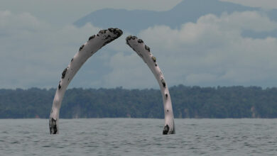 Cuando canta el Pacífico: cómo las ballenas de Colombia enseñan esperanza a las comunidades costeras Cuando canta el Pacífico: cómo las ballenas de Colombia enseñan esperanza a las comunidades costeras