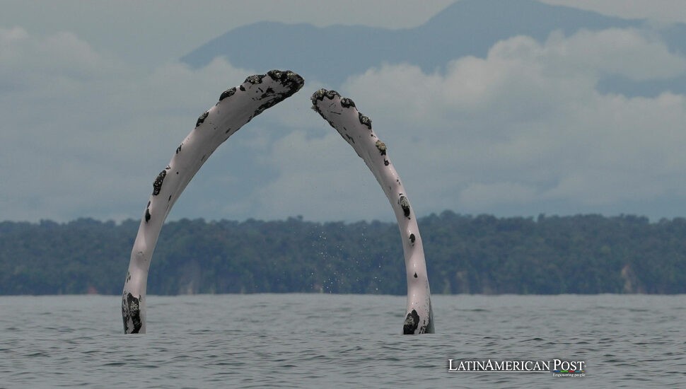 Cuando canta el Pacífico: cómo las ballenas de Colombia enseñan esperanza a las comunidades costeras Cuando canta el Pacífico: cómo las ballenas de Colombia enseñan esperanza a las comunidades costeras