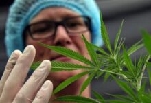 Brazil’s Discovery of CBD In a Common Shrub Could Reshape the Medical Cannabis Debate