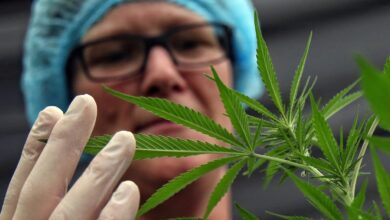 Brazil’s Discovery of CBD In a Common Shrub Could Reshape the Medical Cannabis Debate