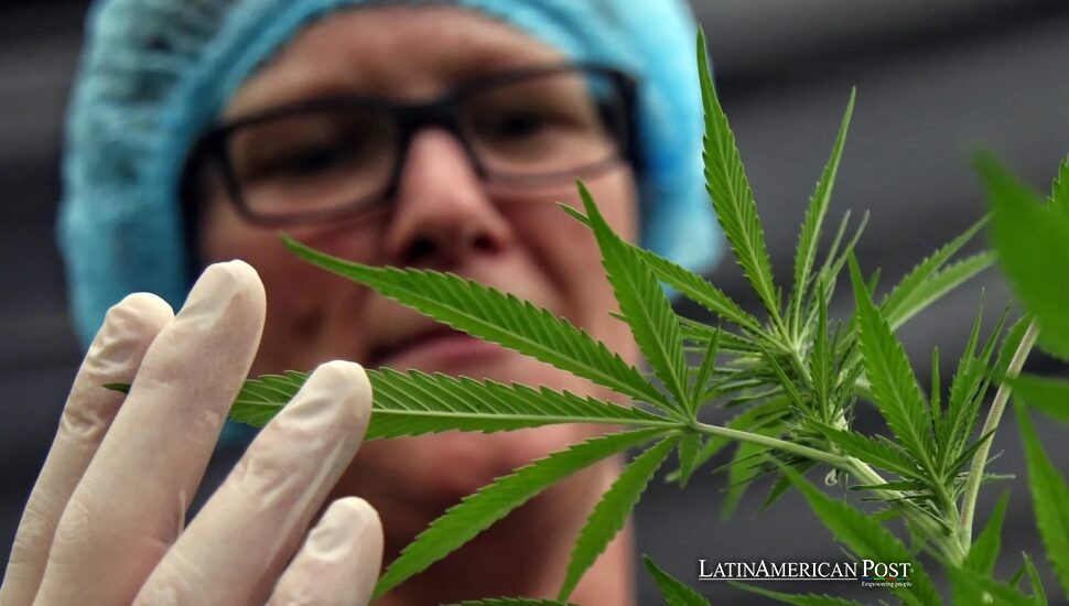Brazil’s Discovery of CBD In a Common Shrub Could Reshape the Medical Cannabis Debate Brazil’s Discovery of CBD In a Common Shrub Could Reshape the Medical Cannabis Debate