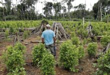 Colombia’s Coca Canyon Becomes a Crucible for Petro’s Peace Plan and Washington’s Patience