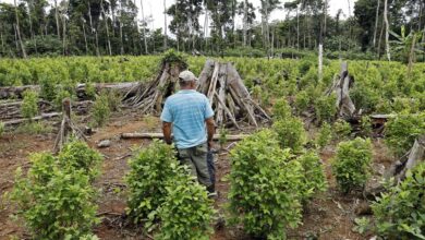 El cañón de la coca en Colombia se convierte en crisol del plan de paz de Petro y de la paciencia de Washington El cañón de la coca en Colombia se convierte en crisol del plan de paz de Petro y de la paciencia de Washington