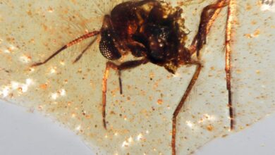 Ecuador’s Amber Windows Rewrite the Story of Flowers, Insects, and Where Life’s Partnerships Began Ecuador’s Amber Windows Rewrite the Story of Flowers, Insects, and Where Life’s Partnerships Began