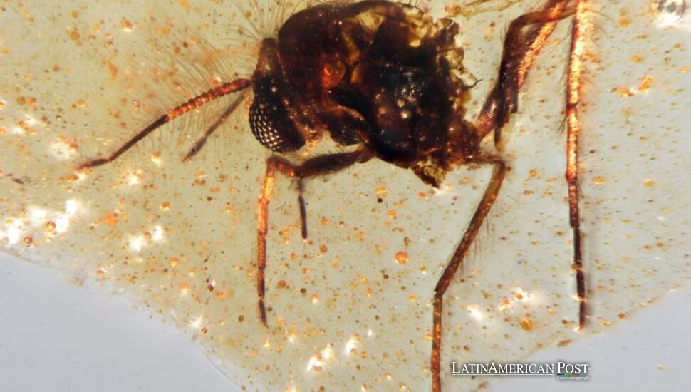 Ecuador’s Amber Windows Rewrite the Story of Flowers, Insects, and Where Life’s Partnerships Began Ecuador’s Amber Windows Rewrite the Story of Flowers, Insects, and Where Life’s Partnerships Began