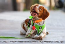 Mexico’s Desert City Enlists Manchas Pet Detective to Save Water Supplies